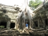 Ta Prohm Temple, Angkor Wat Complex- Siem Reap, Nepal