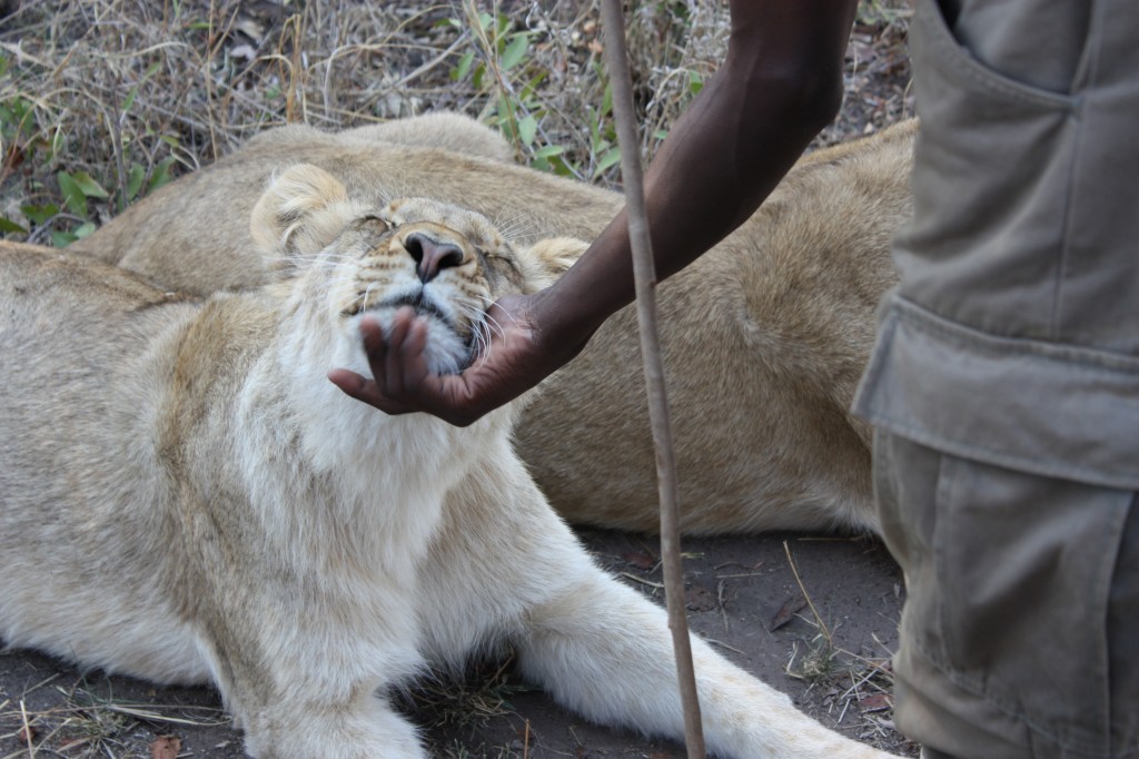 travel, backpack, backpacking, budget, adventure, explore, U, university, world, campus, field, notes, professor, Africa, Zambia, Livingstone, ALERT, wildlife, reserve, lion, walk, pride, cub, conservation