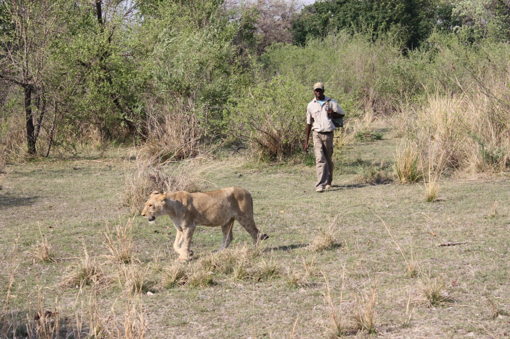 travel, backpack, backpacking, budget, adventure, explore, U, university, world, campus, field, notes, professor, Africa, Zambia, Livingstone, ALERT, wildlife, reserve, lion, walk, pride, cub, conservation