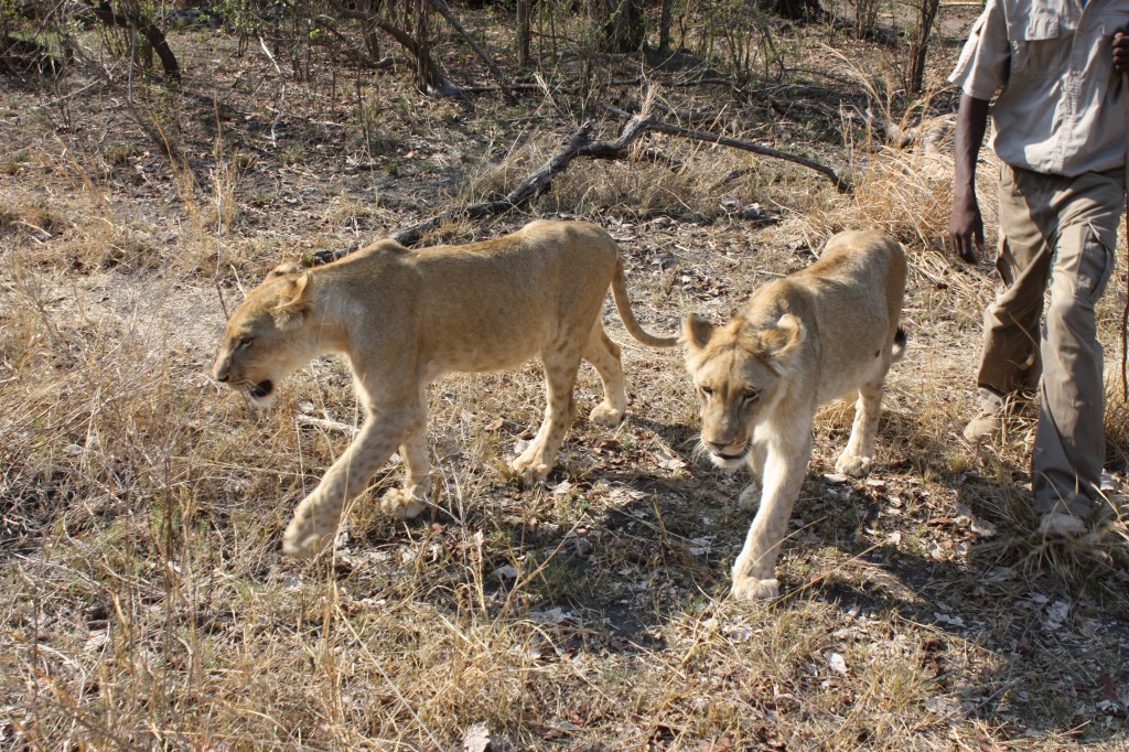 travel, backpack, backpacking, budget, adventure, explore, U, university, world, campus, field, notes, professor, Africa, Zambia, Livingstone, ALERT, wildlife, reserve, lion, walk, pride, cub, conservation