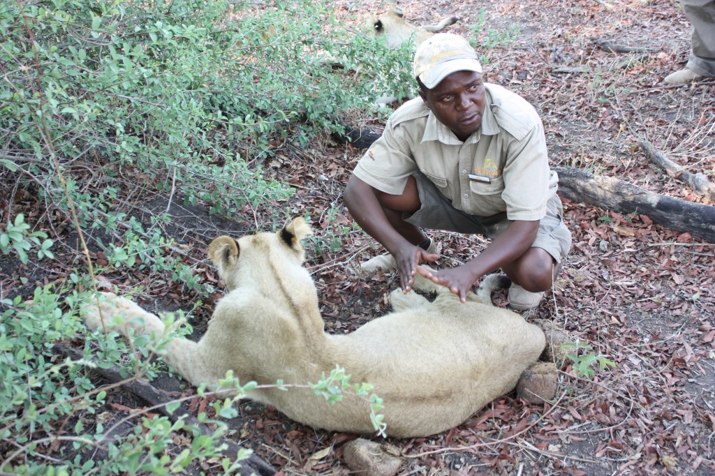 travel, backpack, backpacking, budget, adventure, explore, U, university, world, campus, field, notes, professor, Africa, Zambia, Livingstone, ALERT, wildlife, reserve, lion, walk, pride, cub, conservation