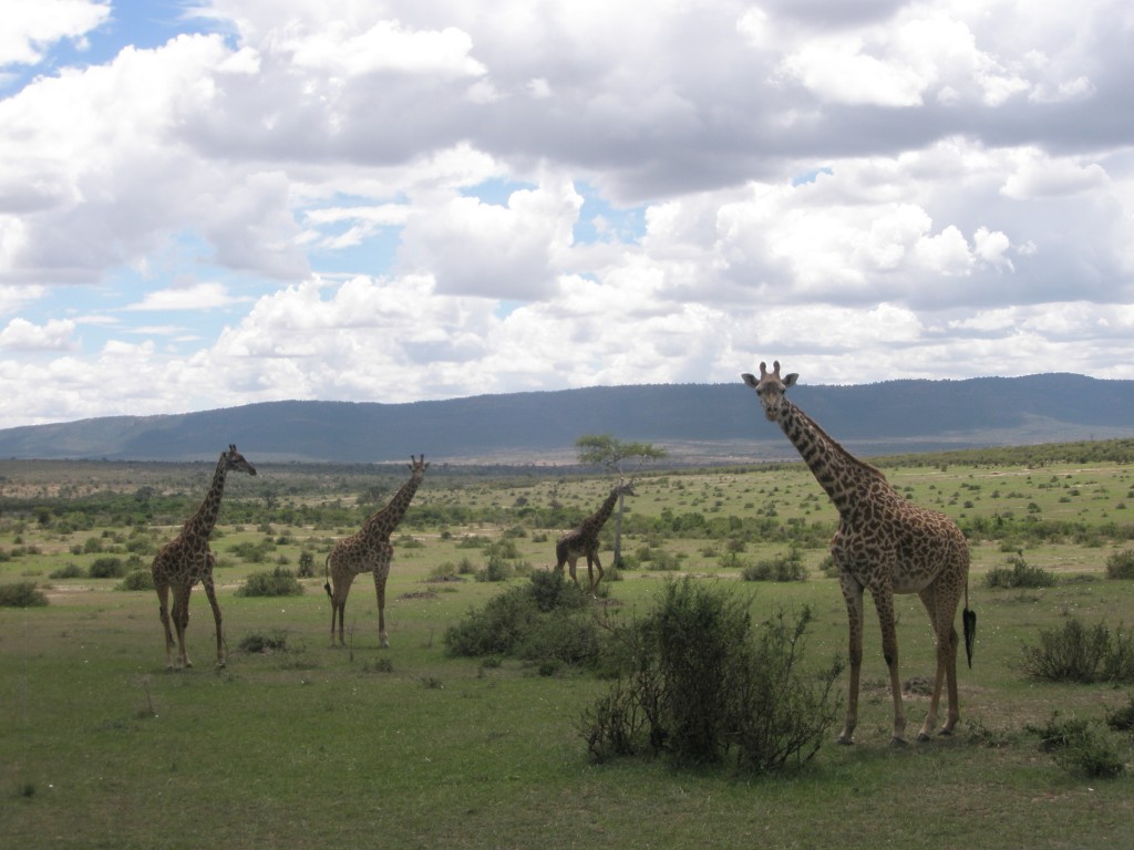 travel, backpack, backpacking, budget, adventure, explore, U, university, world, campus, field, notes, professor, Africa, Kenya, Maasai, Mara, wildlife, reserve, park, lion, leopard, giraffe, river, crocodile, wildebeest, migration, zebra, herd, game, safari, drive