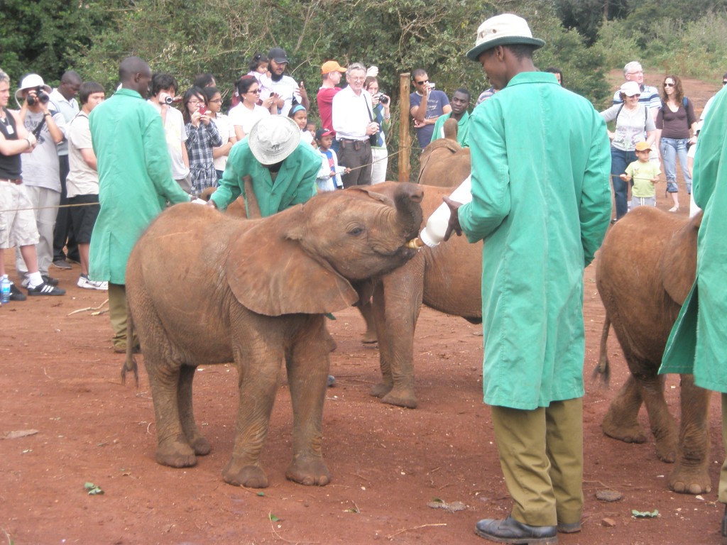 travel, backpack, backpacking, budget, adventure, explore, U, university, world, campus, field, notes, professor, Africa, Kenya, Nairobi, elephant, orphanage, refuge, Sheldrick, Trust, Wildlife, baby, feed, view, bottle, play, Tsavo, national, park