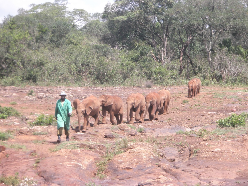 travel, backpack, backpacking, budget, adventure, explore, U, university, world, campus, field, notes, professor, Africa, Kenya, Nairobi, elephant, orphanage, refuge, Sheldrick, Trust, Wildlife, baby, feed, view, bottle, play, Tsavo, national, park