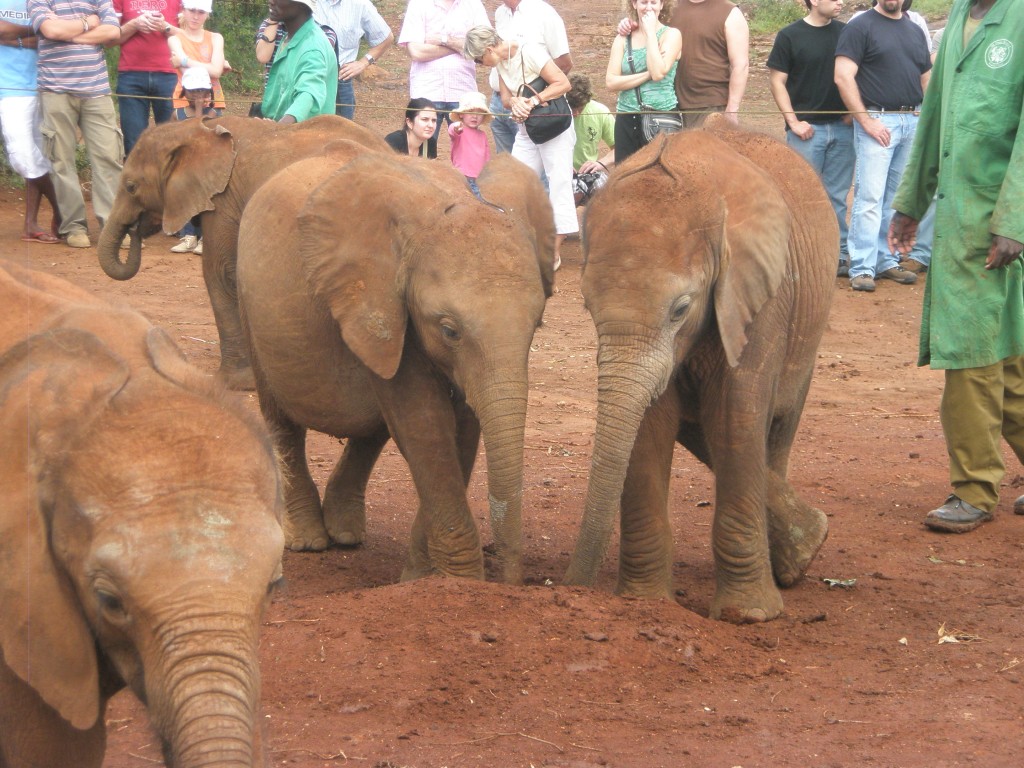 travel, backpack, backpacking, budget, adventure, explore, U, university, world, campus, field, notes, professor, Africa, Kenya, Nairobi, elephant, orphanage, refuge, Sheldrick, Trust, Wildlife, baby, feed, view, bottle, play, Tsavo, national, park