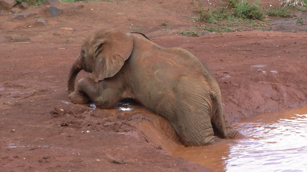 travel, backpack, backpacking, budget, adventure, explore, U, university, world, campus, field, notes, professor, Africa, Kenya, Nairobi, elephant, orphanage, refuge, Sheldrick, Trust, Wildlife, baby, feed, view, bottle, play, Tsavo, national, park