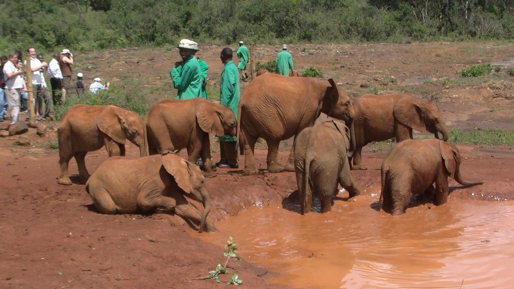 travel, backpack, backpacking, budget, adventure, explore, U, university, world, campus, field, notes, professor, Africa, Kenya, Nairobi, elephant, orphanage, refuge, Sheldrick, Trust, Wildlife, baby, feed, view, bottle, play, Tsavo, national, park