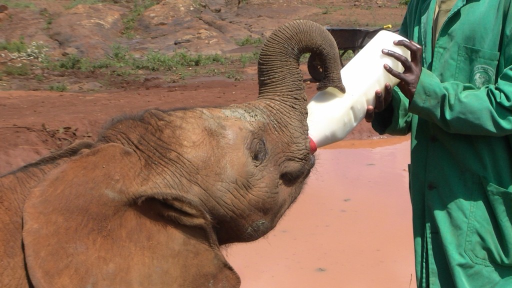 travel, backpack, backpacking, budget, adventure, explore, U, university, world, campus, field, notes, professor, Africa, Kenya, Nairobi, elephant, orphanage, refuge, Sheldrick, Trust, Wildlife, baby, feed, view, bottle, play, Tsavo, national, park