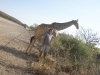 Making new friends on safari in Africa