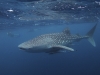 Swimming with whale sharks- Ningaloo Reef, Western Australia